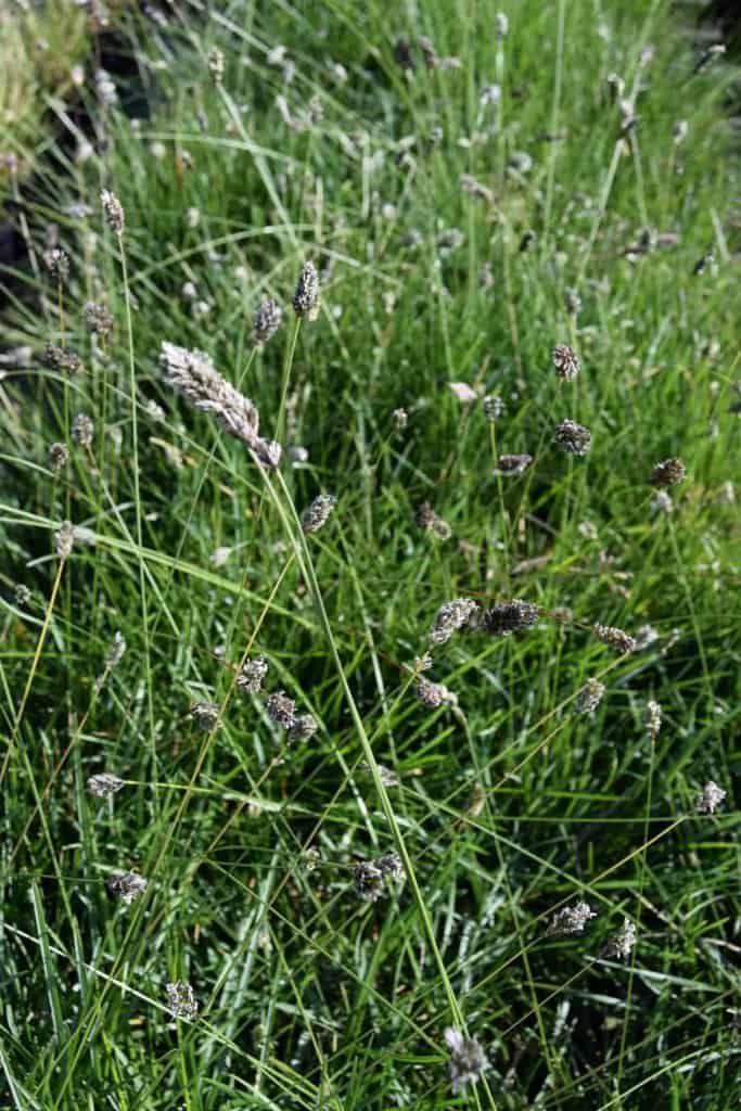 Sesleria caerulea ---